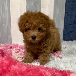 Maltipoo Puppy Whitney