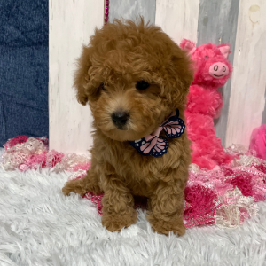 Maltipoo Puppy Whitney