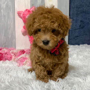 Maltipoo Puppy Whitney