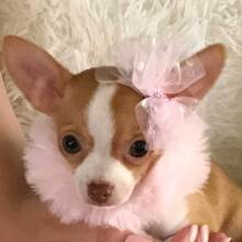 Chihuahua Puppy Lil' Bitsy