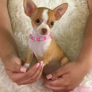 Chihuahua Puppy Lil' Bitsy