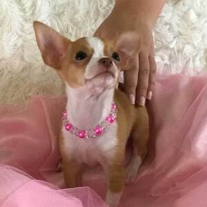 Chihuahua Puppy Lil' Bitsy
