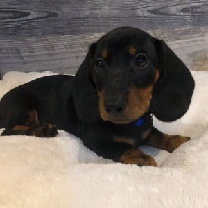 Dachshund Puppy Otis