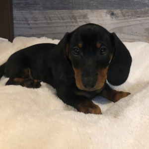 Dachshund Puppy Otis