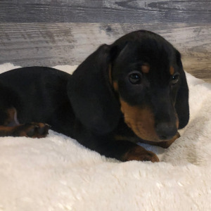 Dachshund Puppy Otis