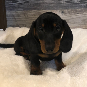 Dachshund Puppy Otis