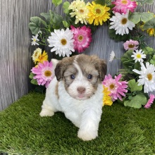 Havanese Puppy Radley