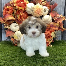 Havanese Puppy Radley