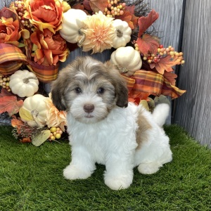 Havanese Puppy Radley