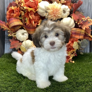 Havanese Puppy Radley