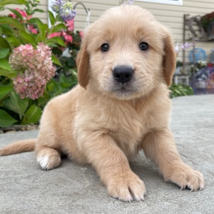 Golden Retriever Puppy Howard