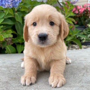 Golden Retriever Puppy Howard