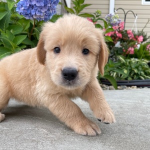 Golden Retriever Puppy Howard
