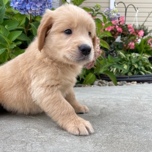 Golden Retriever Puppy Howard