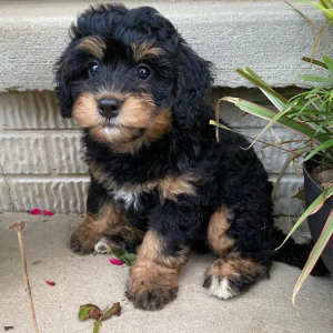 Bernedoodle Puppy Winnie