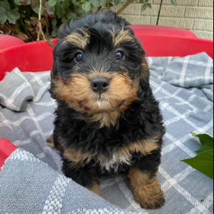 Bernedoodle Puppy Winnie