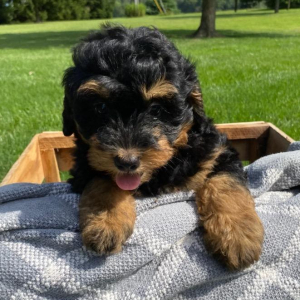 Bernedoodle Puppy Winnie
