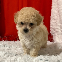 Maltipoo Puppy Cookie