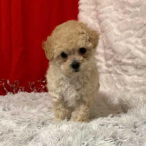 Maltipoo Puppy Cookie