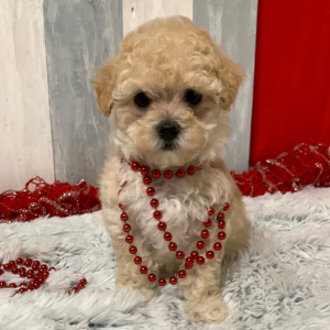 Maltipoo Puppy Cookie