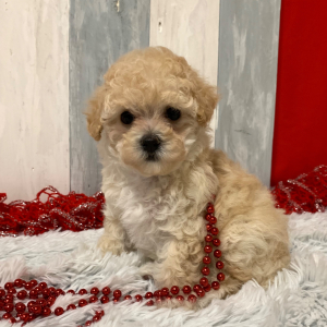 Maltipoo Puppy Cookie