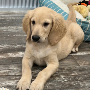 Goldendoodle Puppy Rex