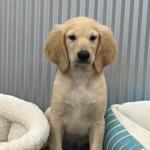 Goldendoodle Puppy Rex