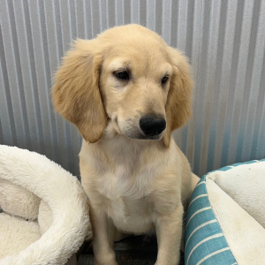 Goldendoodle Puppy Rex