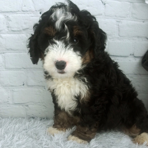 Bernedoodle Puppy Chief