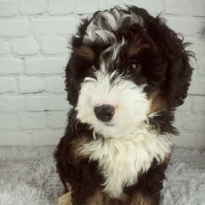 Bernedoodle Puppy Chief