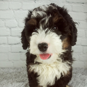 Bernedoodle Puppy Chief