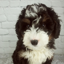 Bernedoodle Puppy Chief