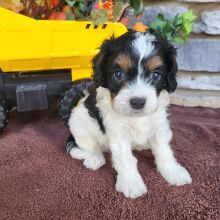 Cavapoo Puppy Rocko