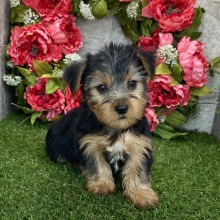 Yorkshire Terrier Puppy Eli