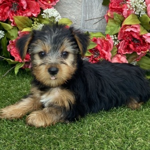 Yorkshire Terrier Puppy Eli