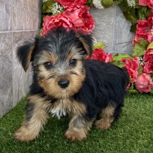 Yorkshire Terrier Puppy Eli