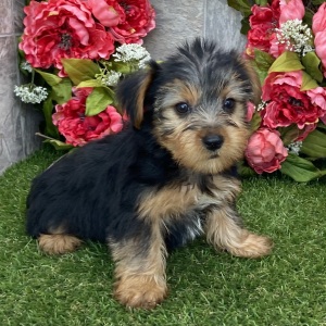 Yorkshire Terrier Puppy Eli
