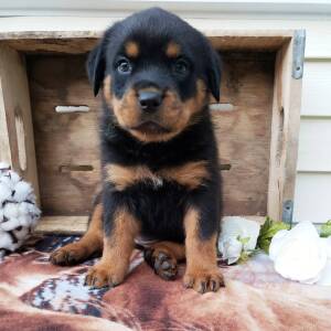 Rottweiler Puppy Marley