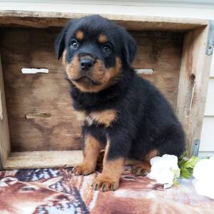 Rottweiler Puppy Marley