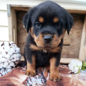 Rottweiler Puppy Marley