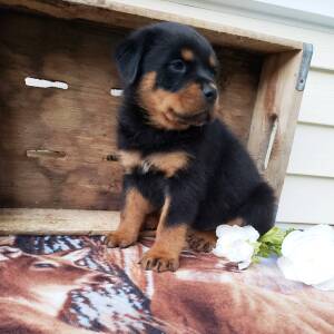 Rottweiler Puppy Marley