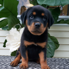 Rottweiler Puppy Marley