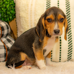 Beagle Puppy Shelby