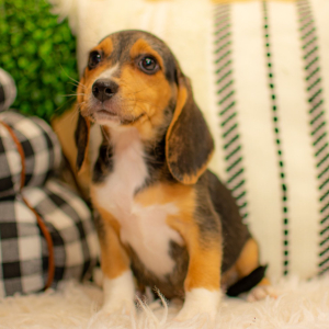 Beagle Puppy Shelby