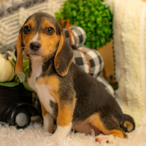Beagle Puppy Shelby