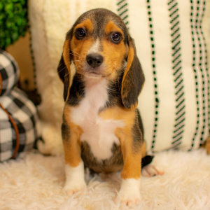 Beagle Puppy Shelby