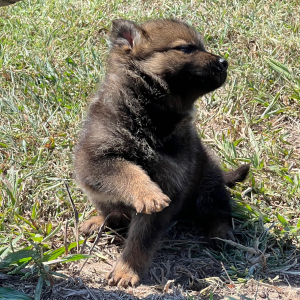German Shepherd Dog Puppy Alana