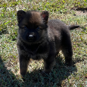 German Shepherd Dog Puppy Alana