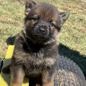 German Shepherd Dog Puppy Alana
