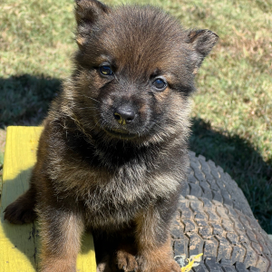 German Shepherd Dog Puppy Alana